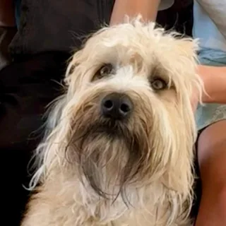 The family's dog